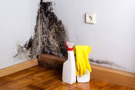 Why You Should Choose Our Mold Remediation Services in Southwest Sandhill, TX